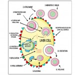 Original illustration for Healthcare-Arena by Fran Orford