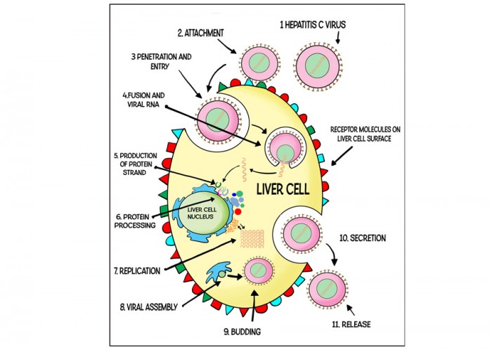 Original illustration for Healthcare-Arena by Fran Orford